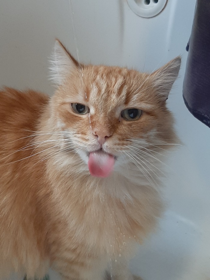 Водичку пьёт в ванной.