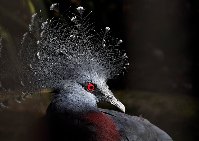 Живет на островах Новой Гвинеи. Редкий и уязвимый сорт птиц. Хорошо, что мы можем любоваться на них в зоопарках.