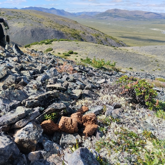 На маршрутах часто встречались такие вот медвежьи "суглинки"