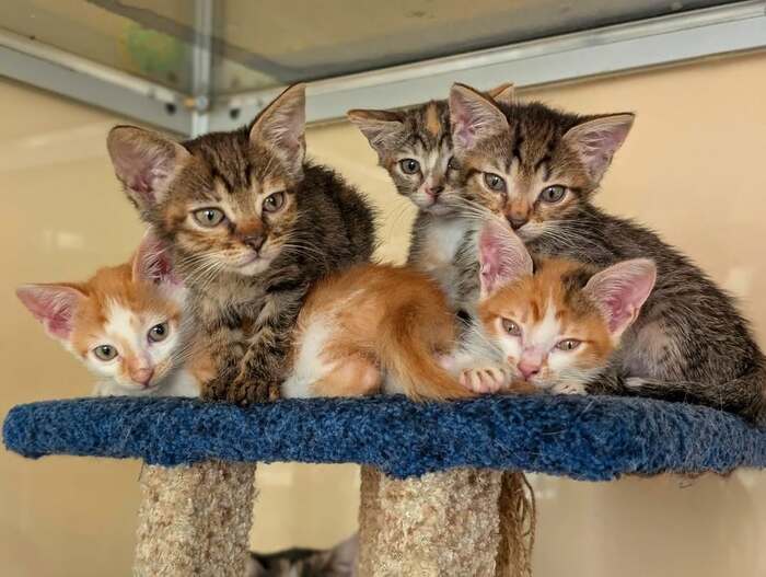 Котята ищут дом