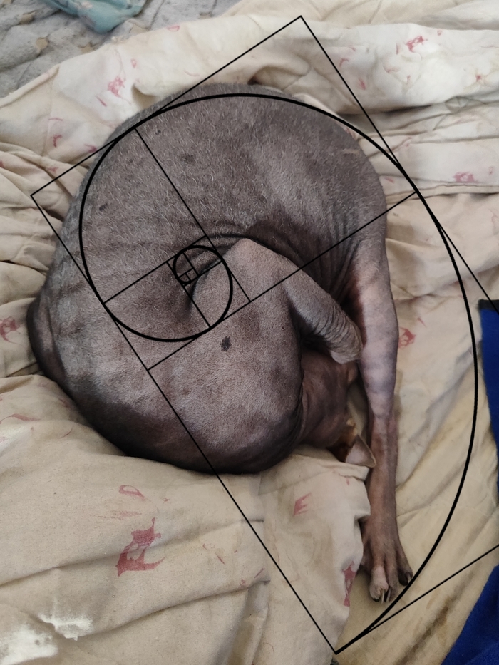 Il gatto Fibonacci ^^
