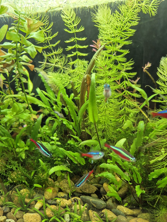 Мой аквариум с подложкой под грунт из обычной земли. Вода, как видите, очень прозрачная.