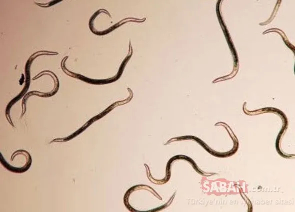 Червяки в какулях. У мявки