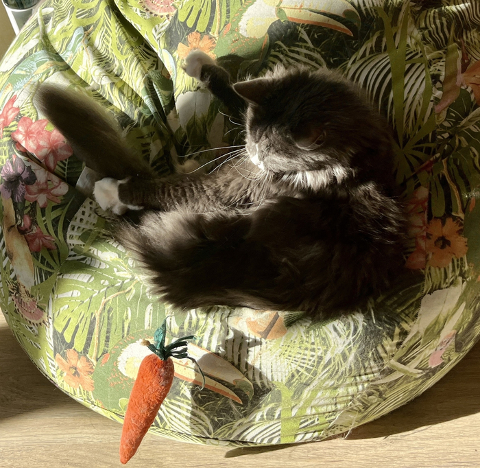 Грей и морковка