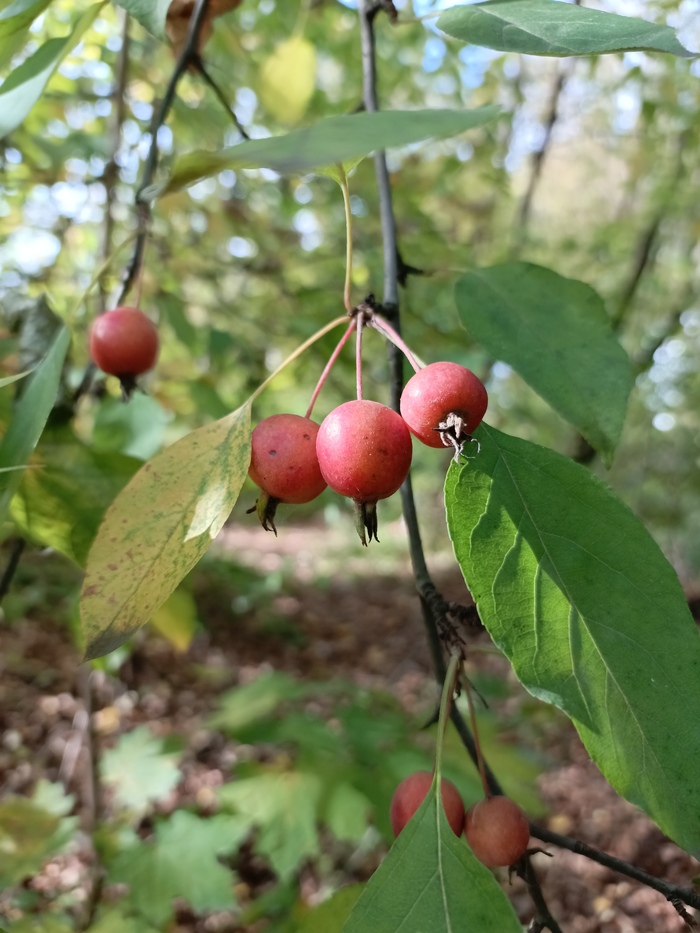 Райки нашел. Вкусные, но мало.