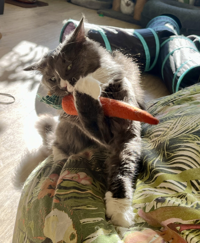 Грей и морковка