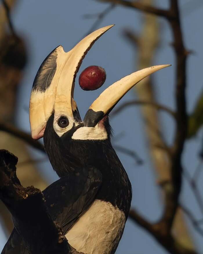Индийская птица-носорог