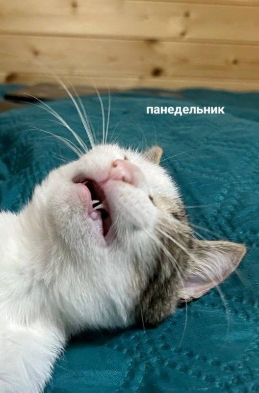 Катышек с дач желает всем хорошего понедельника