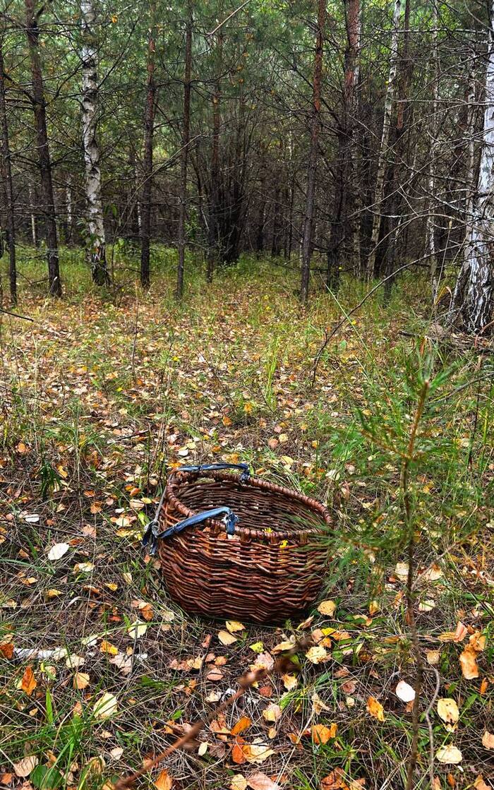 ���� ��������, ���������� ������� 