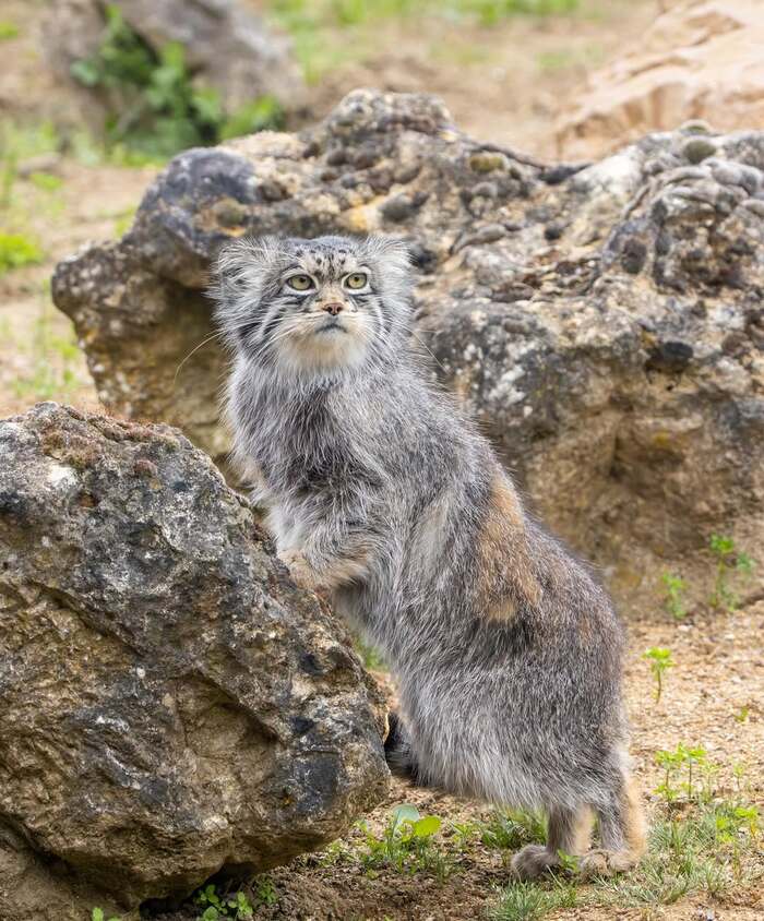 Отчего сердит манул?