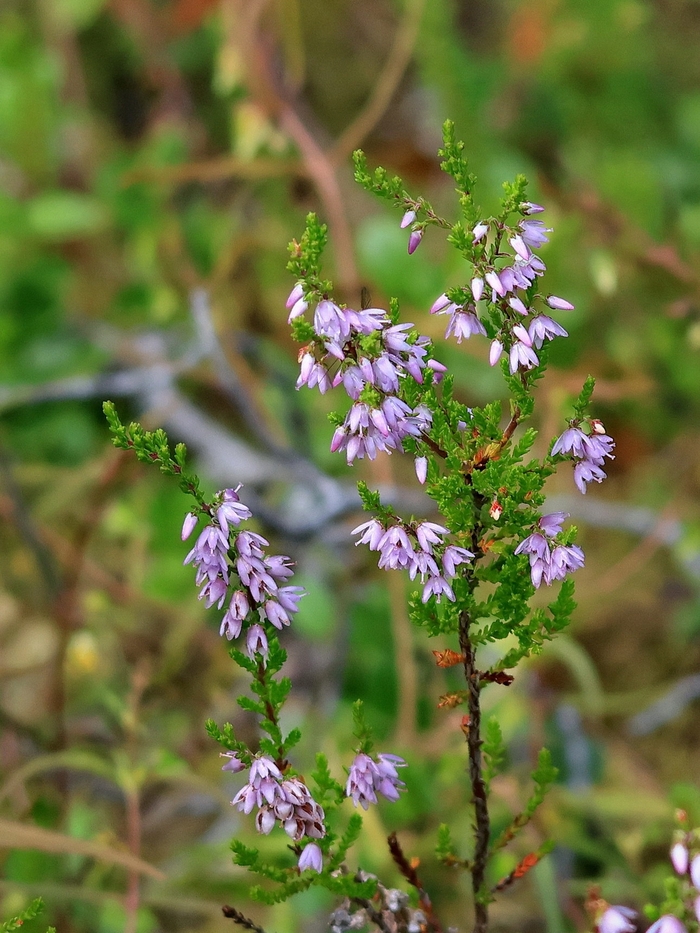 Цветущая веточка вереска. Фото И. Кудинова.