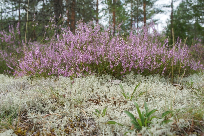 Цветущий вереск в разреженном сосновом лесу. Фото: Полярная крачка.