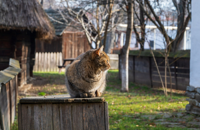 : <!--noindex--><a href="https://pikabu.ru/story/na_ukraine_mobilizovali_kota_no_potom_vernuli_13258430?u=http%3A%2F%2Ffreepik.com&t=freepik.com&h=85db536b86aca028ae7e6f514b8f842dbac0a505" title="http://freepik.com" target="_blank" rel="nofollow noopener">freepik.com</a><!--/noindex-->