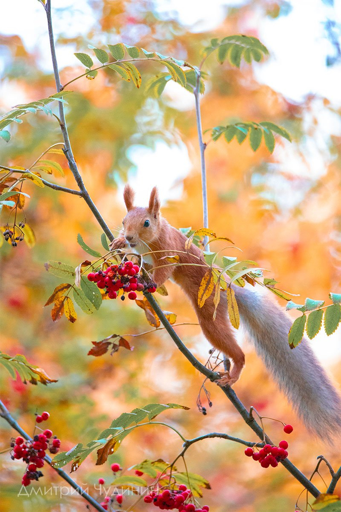 Фото: Дмитрий Чудинин <a href="https://pikabu.ru/story/lyubitelnitsa_ryabinki_13258576?u=https%3A%2F%2Frtraveler.ru%2Fphoto%2F1478478%2F%3Fnew_photos%3D1&t=%D0%BE%D1%82%D1%81%D1%8E%D0%B4%D0%B0&h=f47d1909df24f3bf958b9e3040da74e5e1e8b3a2" title="https://rtraveler.ru/photo/1478478/?new_photos=1" target="_blank" rel="nofollow noopener">отсюда</a>