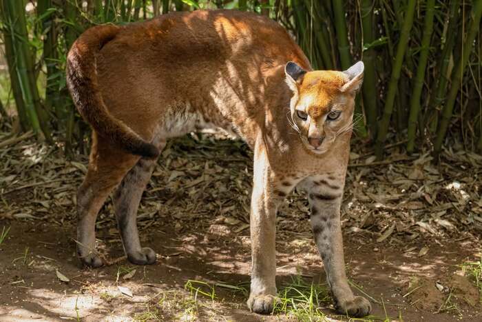 Золотая кошка