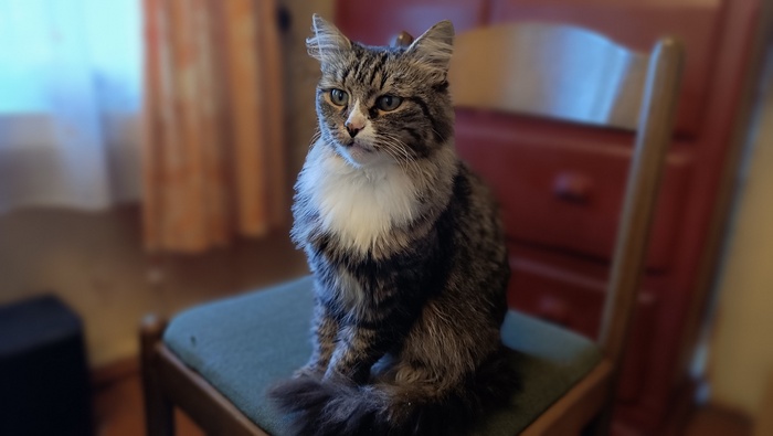 К котовторнику!