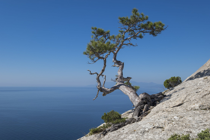  , . :   <a href="https://pikabu.ru/story/sosna_stankevicha_13260929?u=https%3A%2F%2Frtraveler.ru%2Fphoto%2F1478316%2F%3Fnew_photos%3D1&t=%D0%BE%D1%82%D1%81%D1%8E%D0%B4%D0%B0&h=03a7287e25876f3b05dc47a68e20fc951a80a80e" title="https://rtraveler.ru/photo/1478316/?new_photos=1" target="_blank" rel="nofollow noopener"></a>