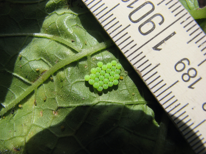   ,    .        .        3-4 ,     100-120 .