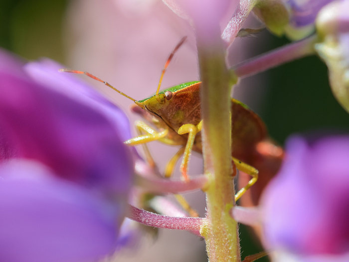     Palomena prasina     ,      !