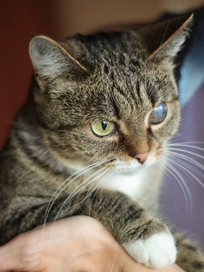 Подарите дом преданной кошечке Пираточке!