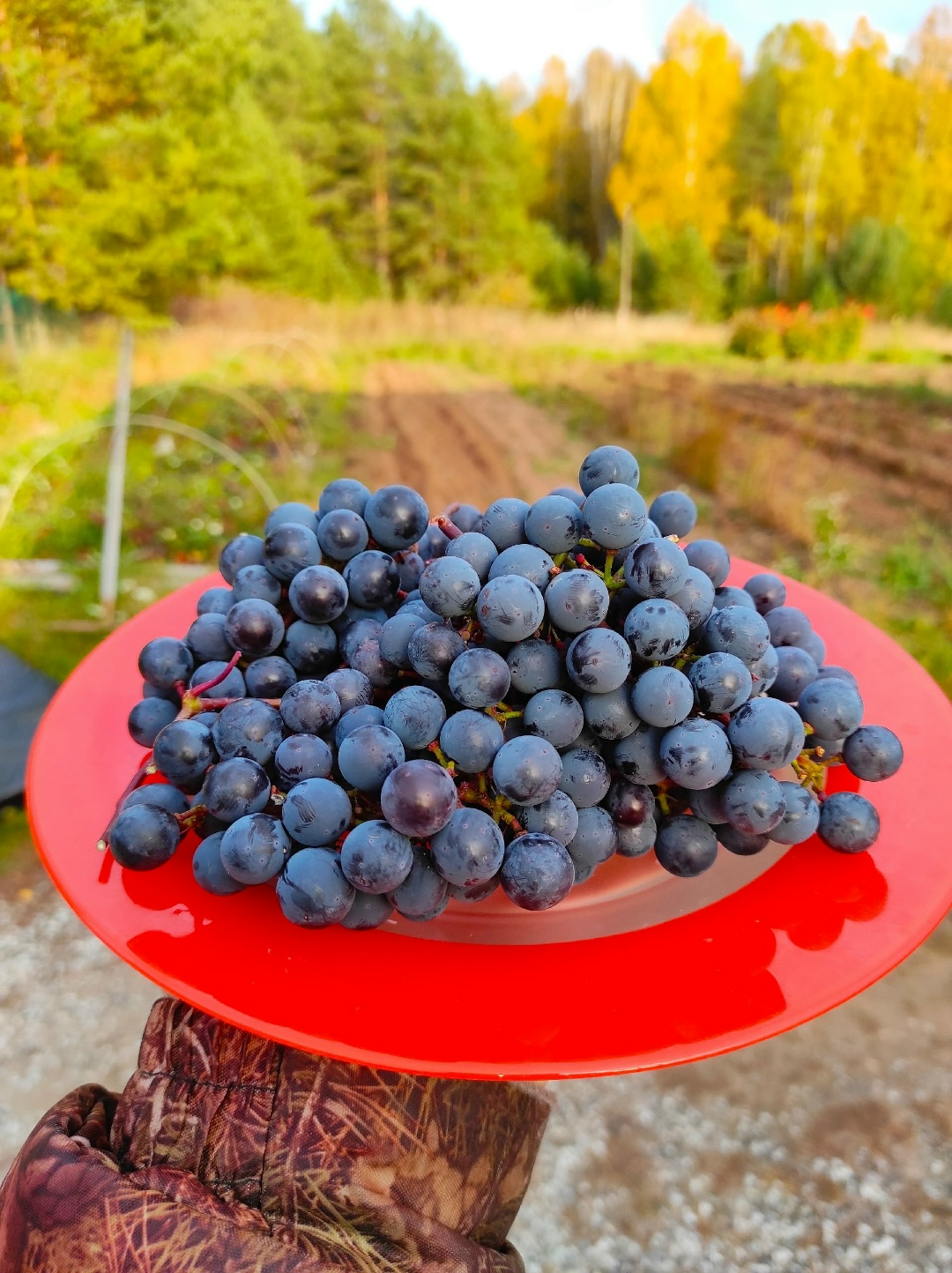 YUKKA grapes ripened in open ground - My, Garden, Сельское хозяйство, Village, Village, Garden, Dacha