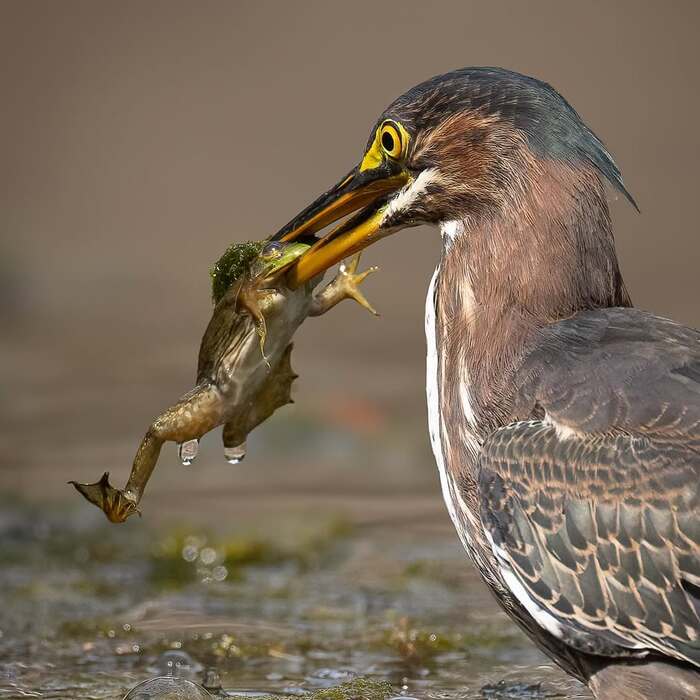 Американская зелёная кваква