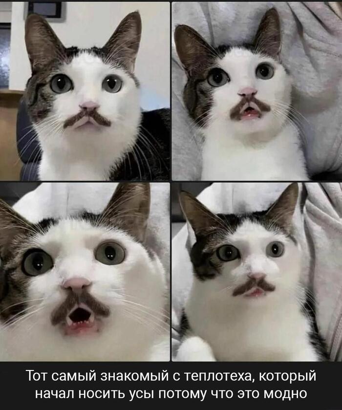 Не усики, а пропуск в трусики