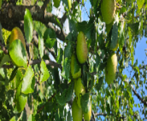 ������� - ��������