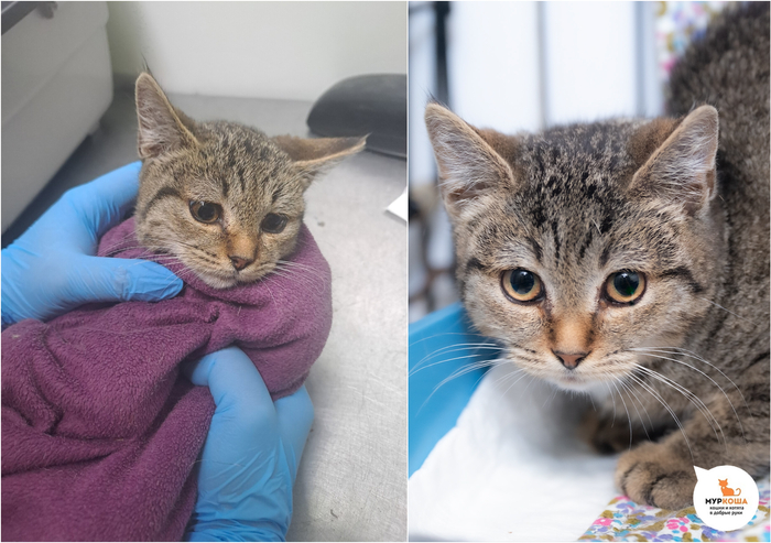 Котёнок-девочка Айна, 4 месяца, найдена на улице.