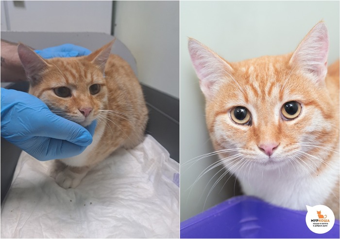 Кот Амаретто, 1 год, найден на улице.