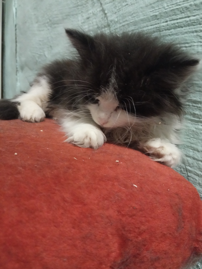 Дуська, она же котенок.