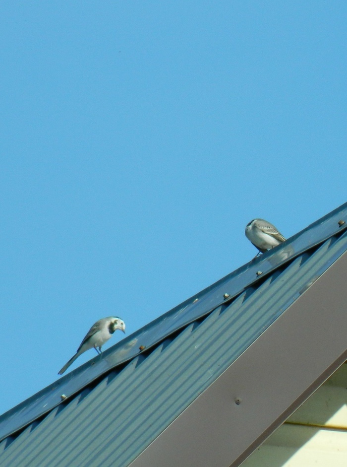 Голову дома забыла))