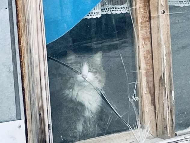 Оказывается не случайно кошка появляется в нашей жизни