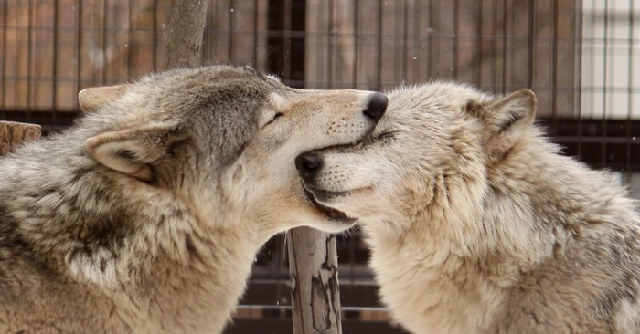 Дорогая, давай остановим нашу ссору и просто помолчим!