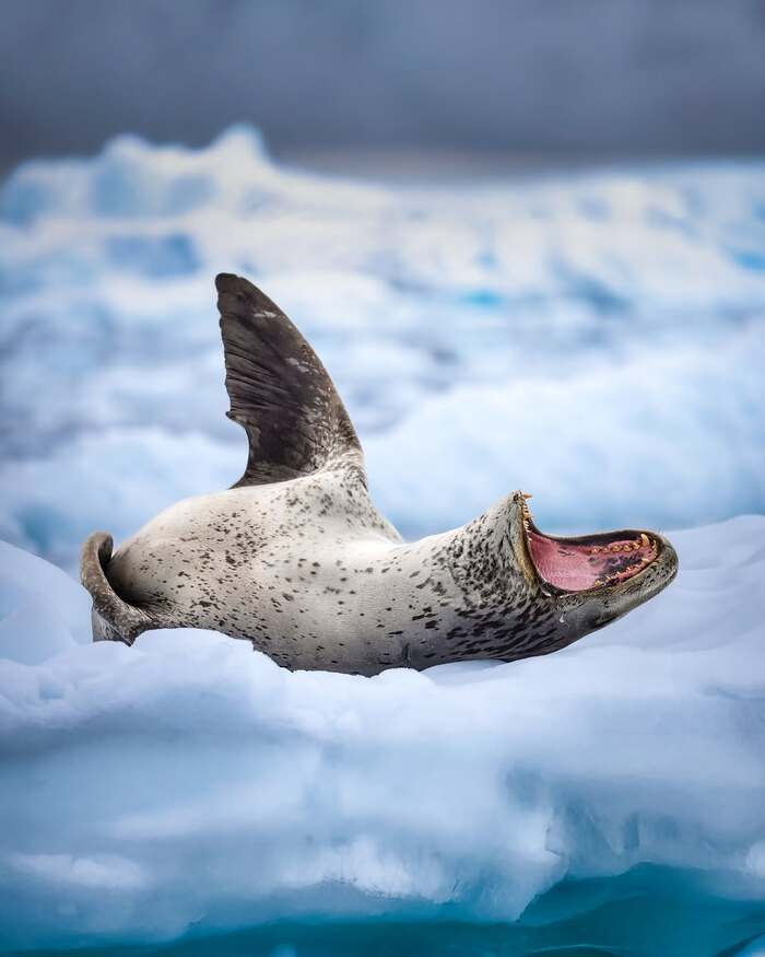 Большой зевок