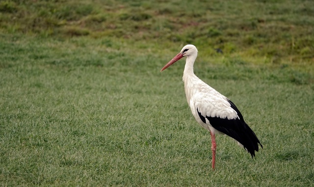 Проезжала мимо на велосипеде, остановилась, захотела сфотографировать. А он стоял и смотрел на меня. Интересно - о чем он думал...