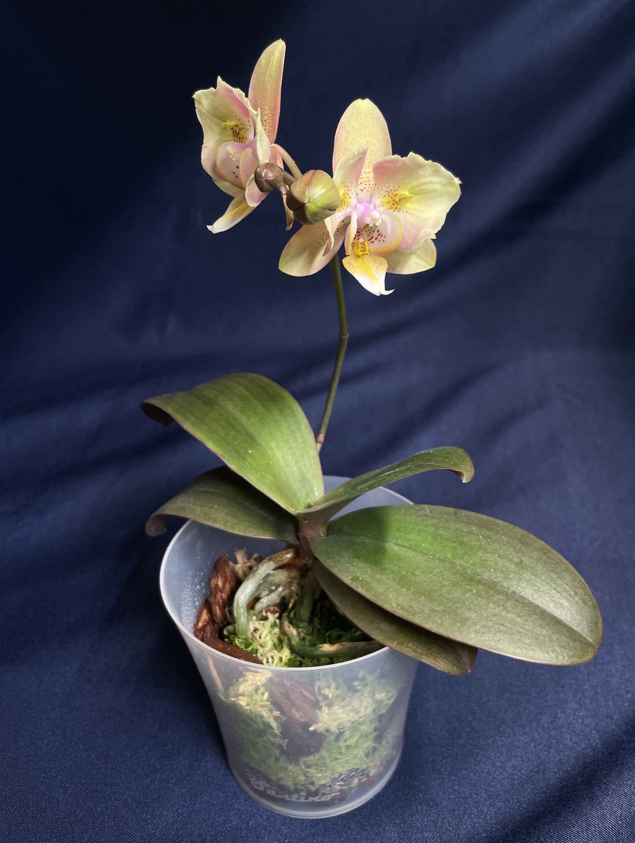 September blossoms - Series Photos of my flowering plants, My, Orchids, Flowers, Houseplants, The photo, Longpost