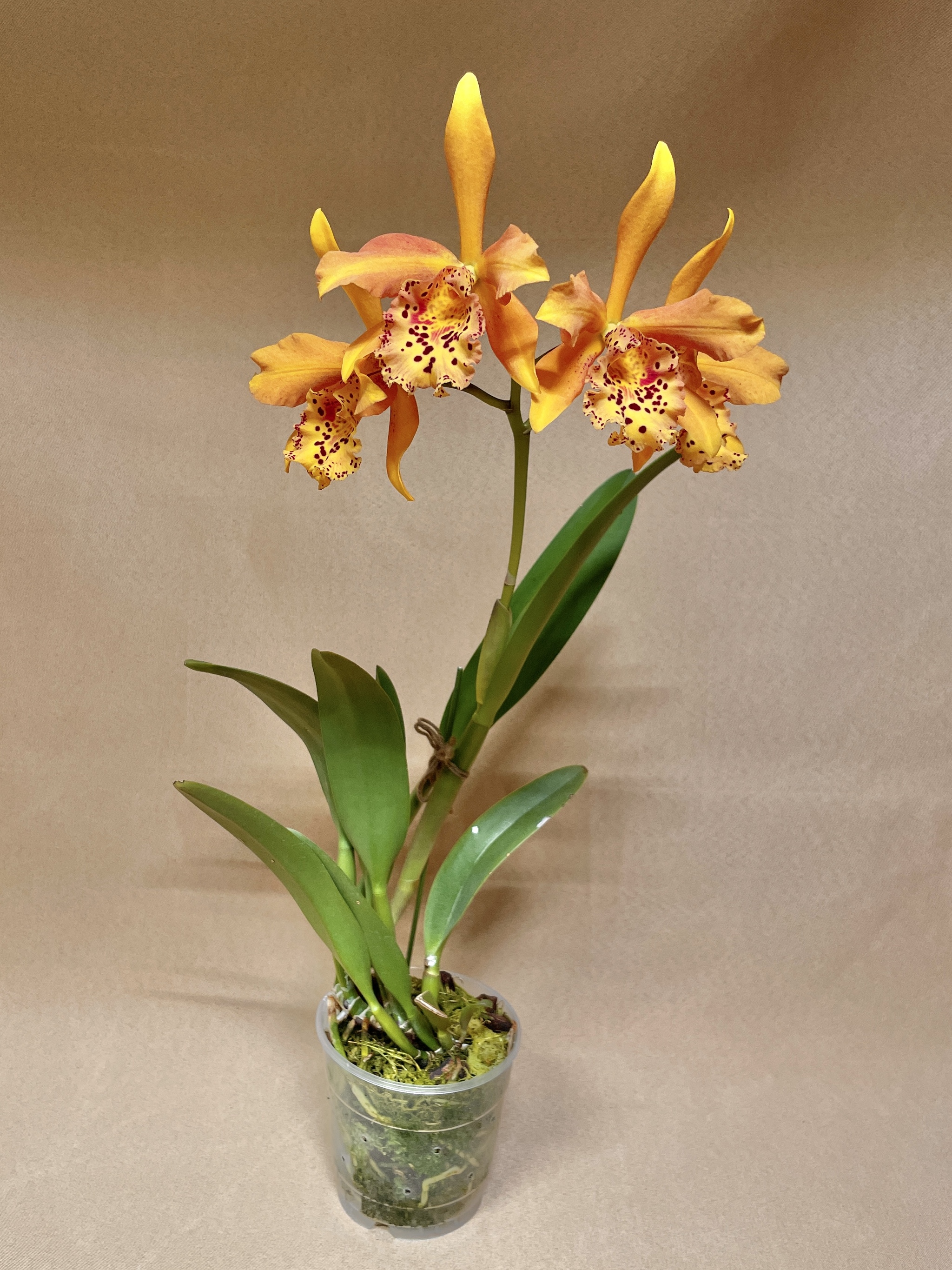 September blossoms - Series Photos of my flowering plants, My, Orchids, Flowers, Houseplants, The photo, Longpost