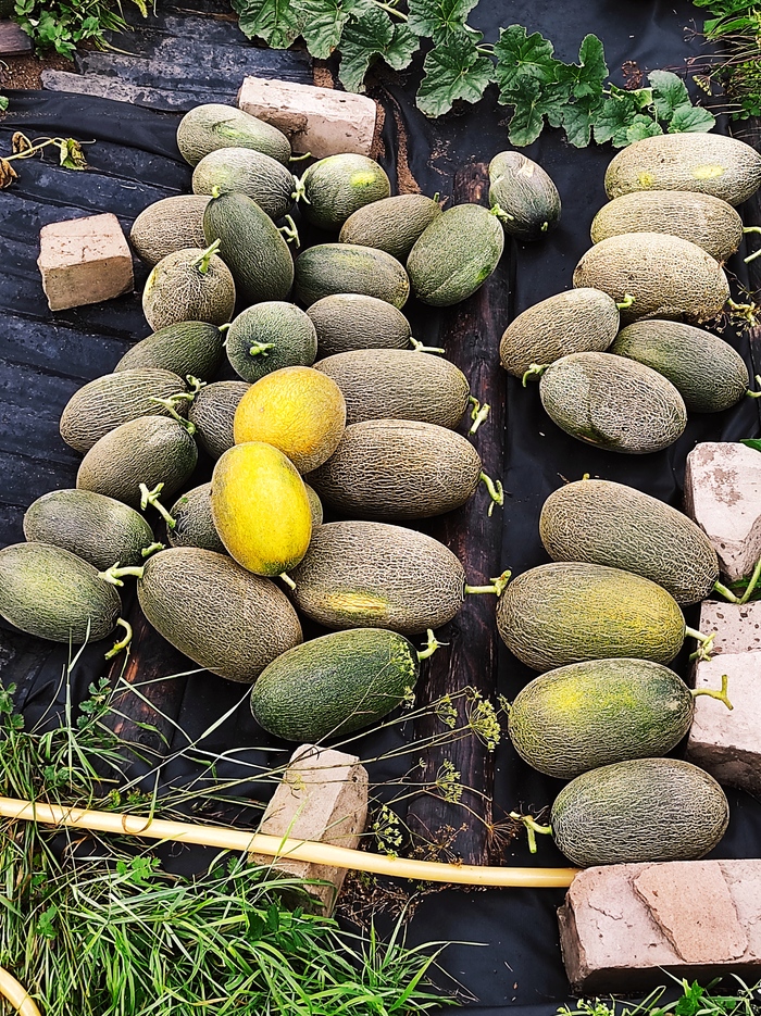 Дыня Раймонд