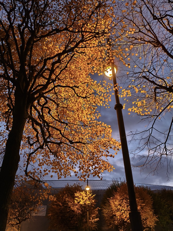 Какое корявистое дерево..пожалуй сфоткаю