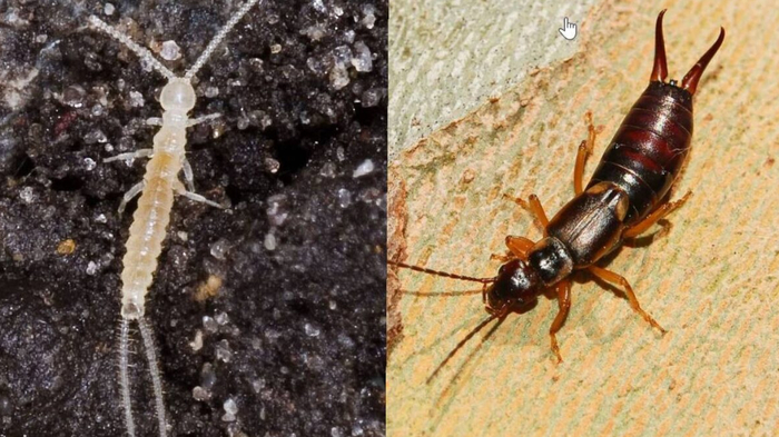 Слева двухвостка