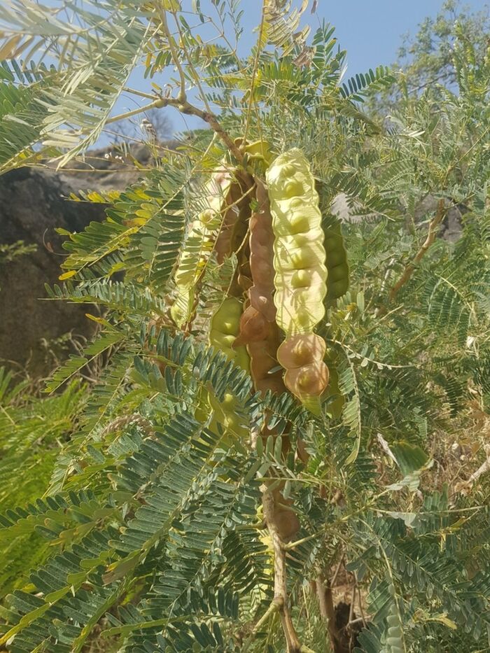 Энтада африканская. Фото с сайта <!--noindex--><a href="https://pikabu.ru/story/yentada_13285134?u=http%3A%2F%2Fpowo.science.kew.org&t=powo.science.kew.org&h=685c86a4b4a7d808063347e386cf9f97d8732475" title="http://powo.science.kew.org" target="_blank" rel="nofollow noopener">powo.science.kew.org</a><!--/noindex-->.