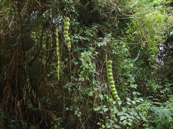 Лиана энтада Риде с плодами. Фото с сайта <!--noindex--><a href="https://pikabu.ru/story/yentada_13285134?u=http%3A%2F%2Ffishki.net&t=fishki.net&h=f3172405b8048ab2bb9cd0f996822a4b5d1827ff" title="http://fishki.net" target="_blank" rel="nofollow noopener">fishki.net</a><!--/noindex-->.