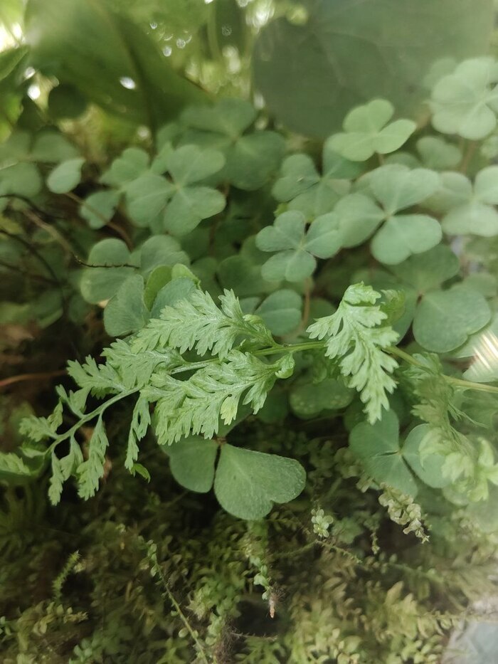 Мох, папоротник и кислица в банке