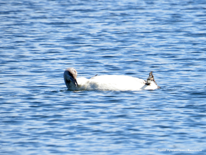 Гагара очень много времени уделяет уходу за пёрышками.
