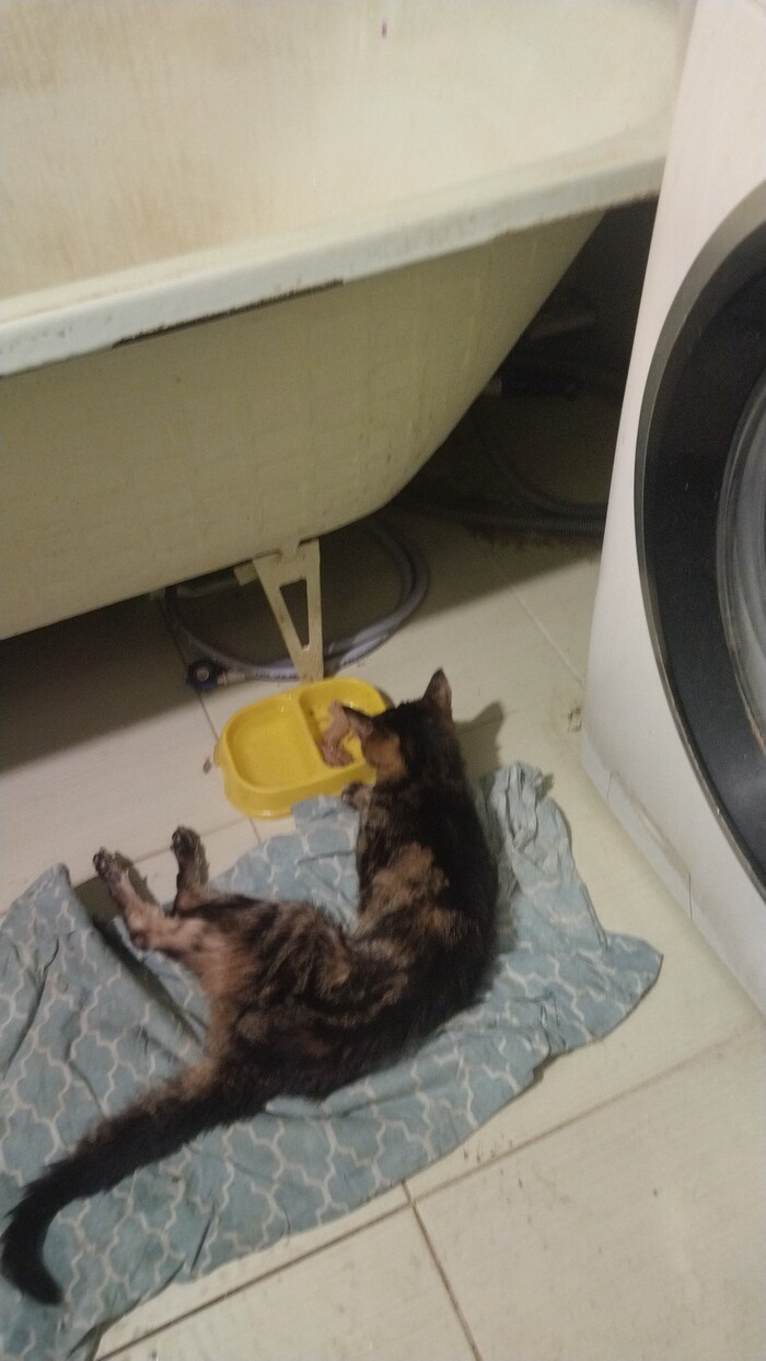 Моя кошка умирает, неделю уже крутится в голове эта песня