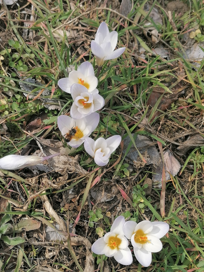 Маленькие крокусы