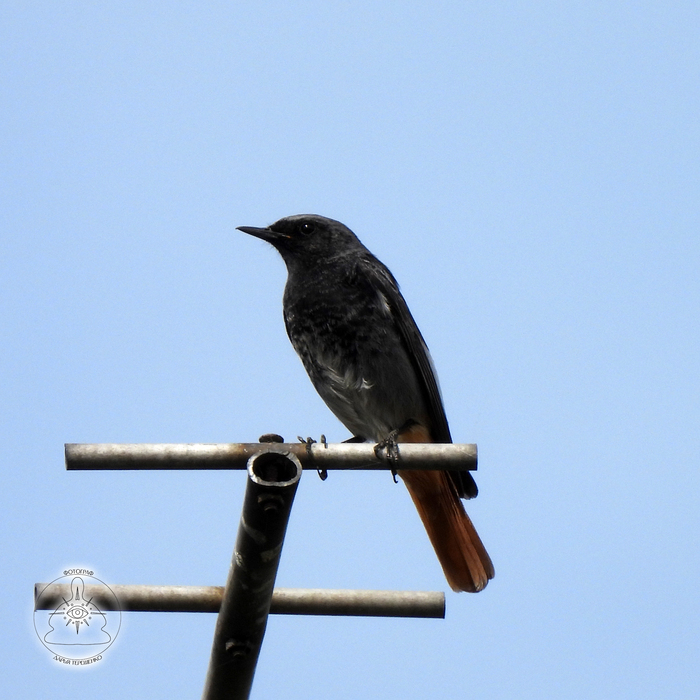   - (Phoenicurus ochruros).    Muscicapidae