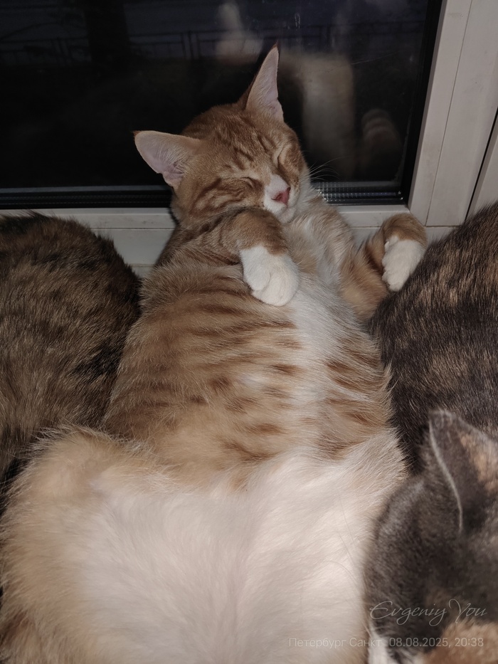 Ответ 0.Lis в «Прекрасный спящий кот»