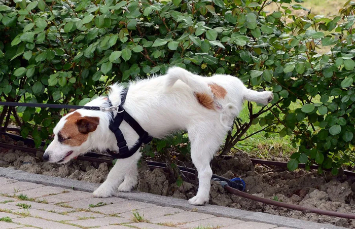 А ты смыл мочу???!!!